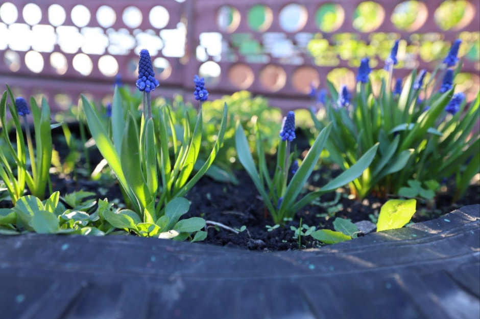 Аисты в деревне Малешев 30.jpg