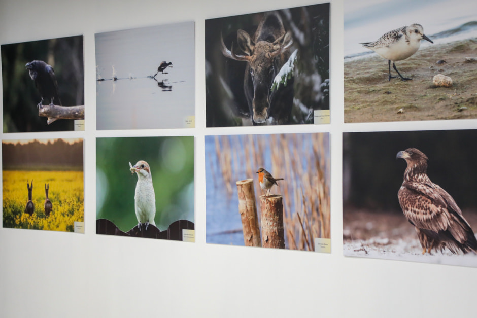 фотовыставка Дикая природа Беларуси 8.jpg