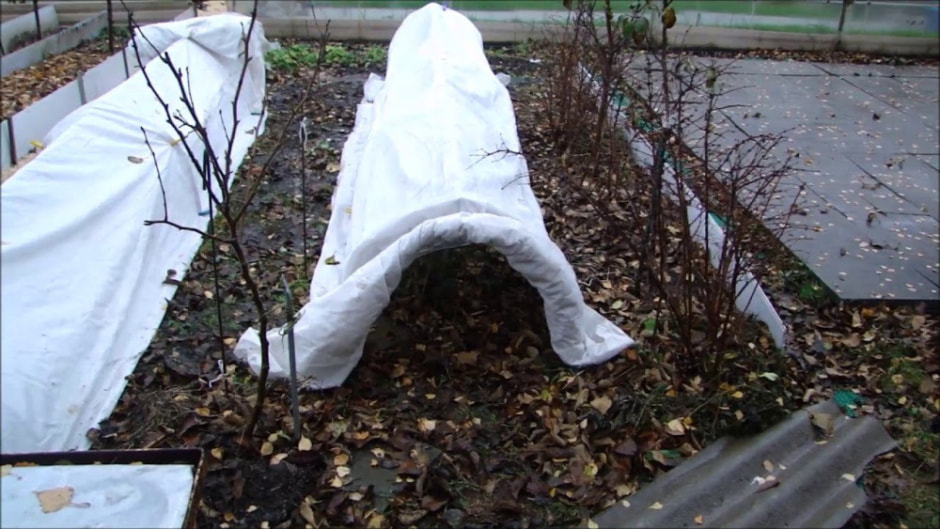 укрывать растения на зиму 2.jpg