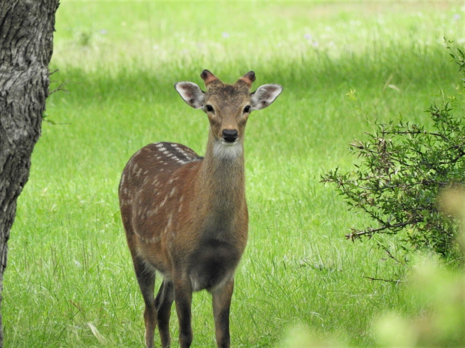 Пятнистый олень 8.jpg
