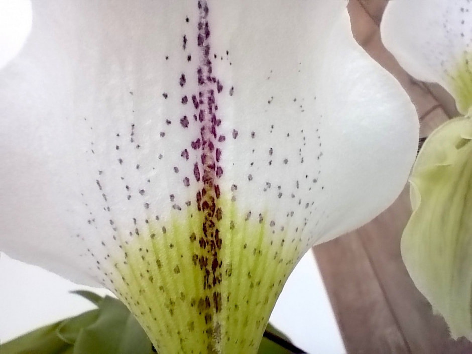 Обзор Honor X8a 10.jpg