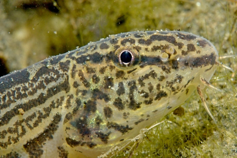 8-Щиповка крупным планом.jpg