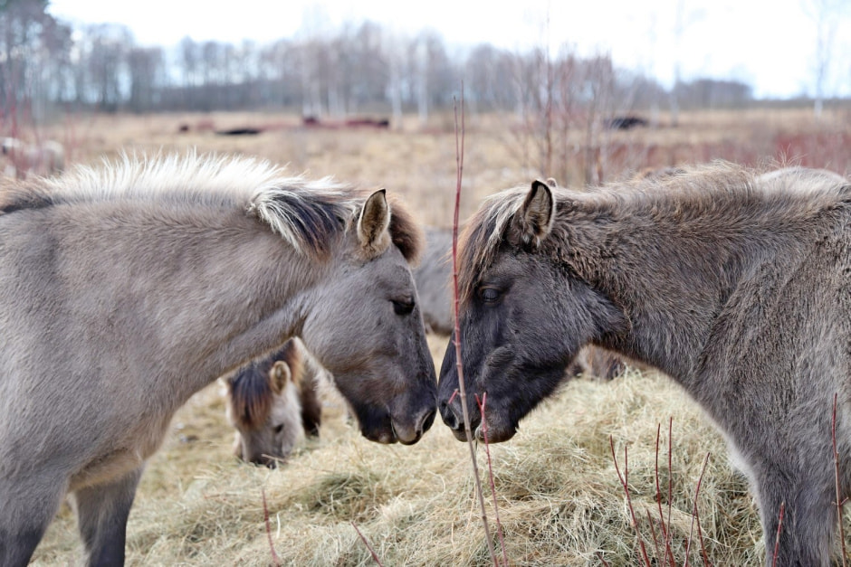Тарпановидные лошади 8.jpg
