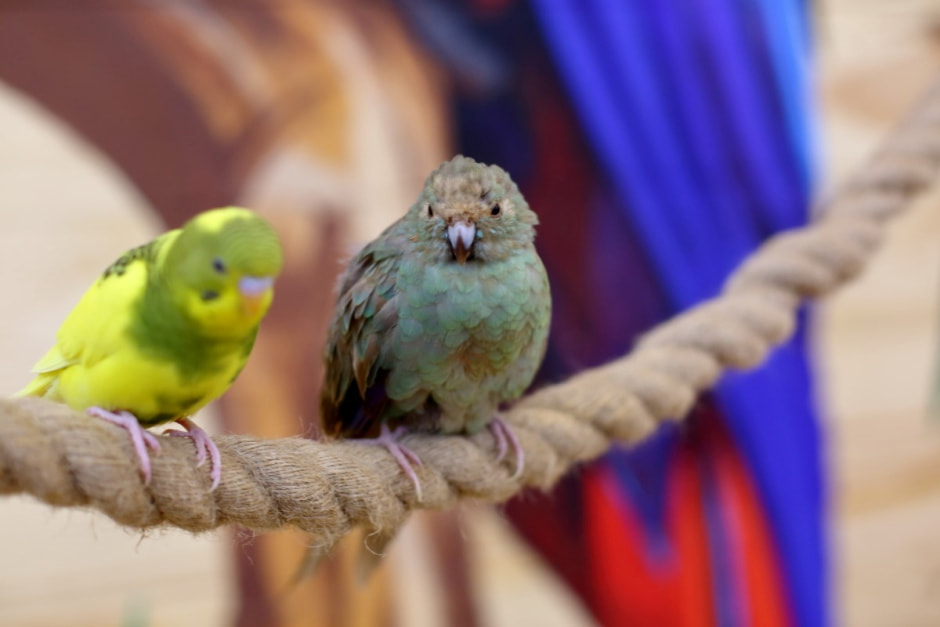 Попугайня в Витебске 13.jpg