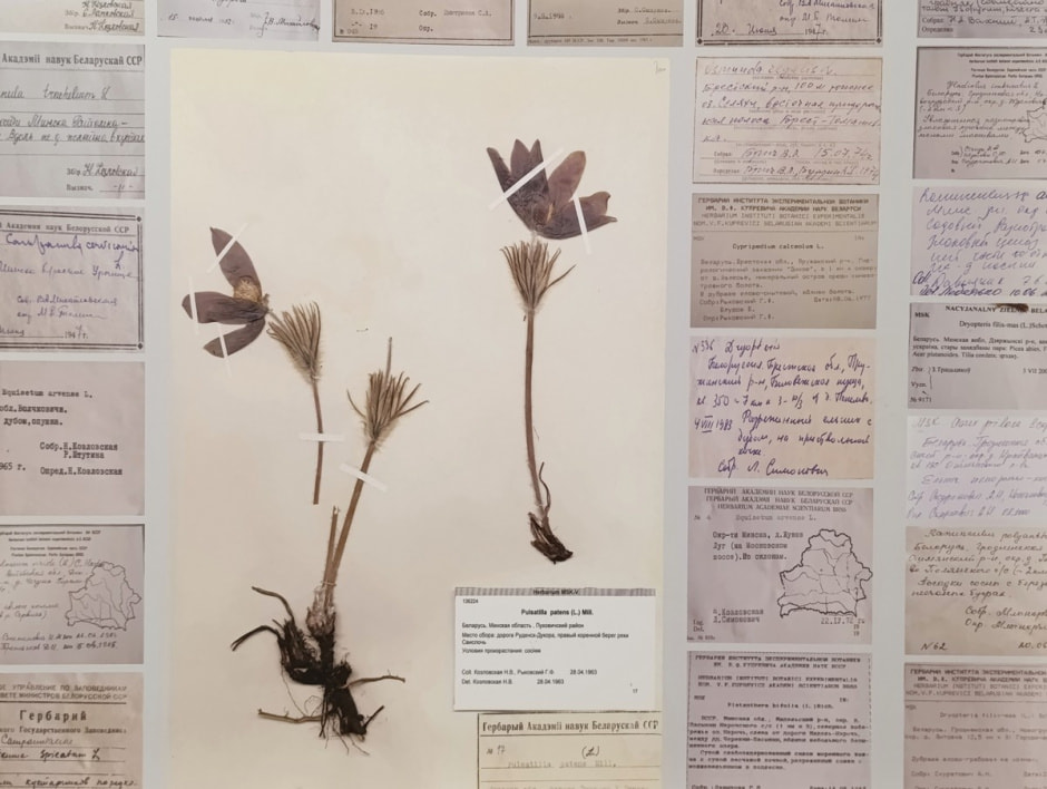Отсканированный лист гербария.jpg