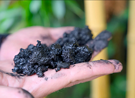 Раскрыт секрет, благодаря которому вырубленный лес восстанавливается вдвое быстрее 