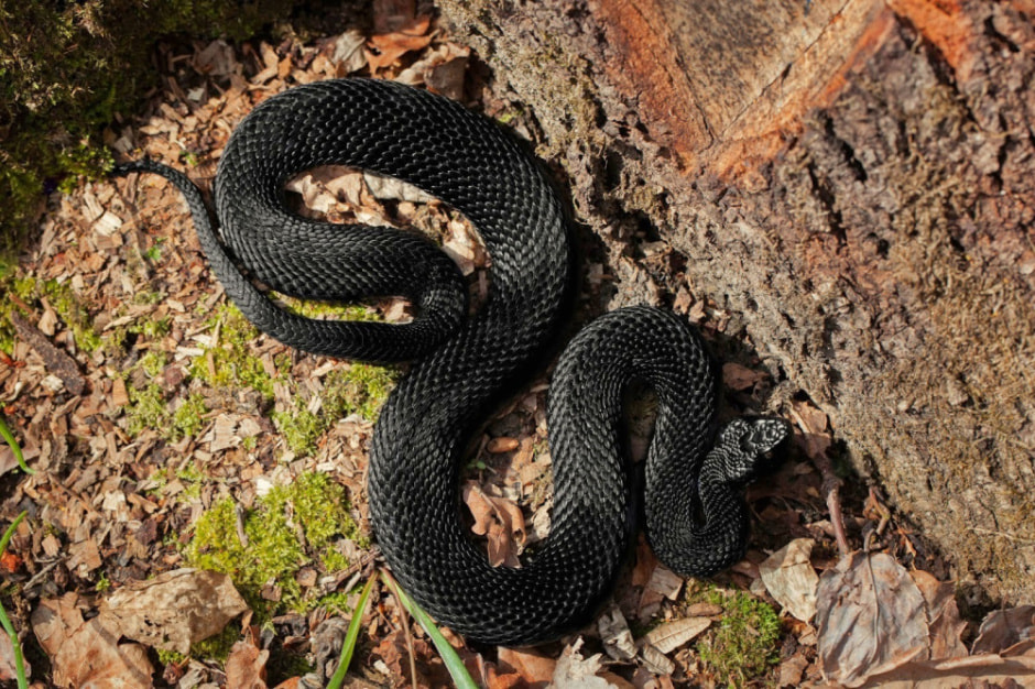 Белорусские змеи 9.jpg