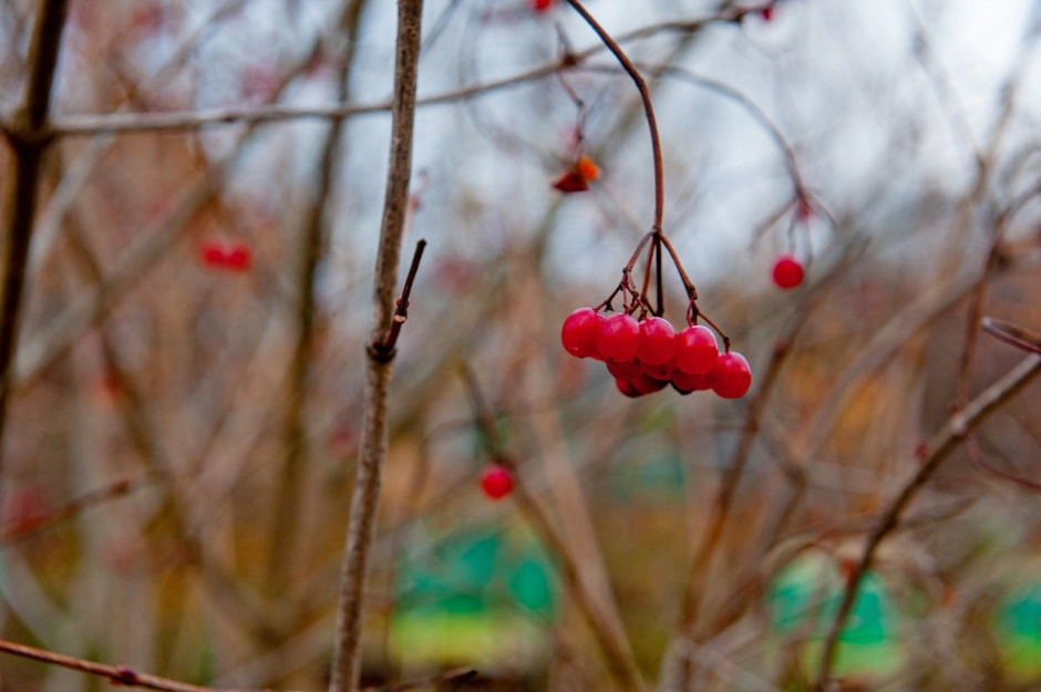 Фольварк в Лужках 24.jpg