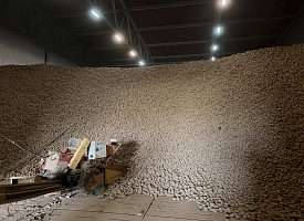 МАРТ отчитался о заготовленных запасах "борщевого набора" на зиму в Беларуси. Сколько еще не хватает?