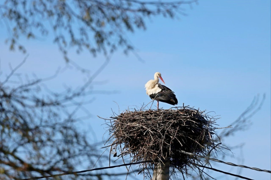 Аисты в деревне Малешев 18.jpg