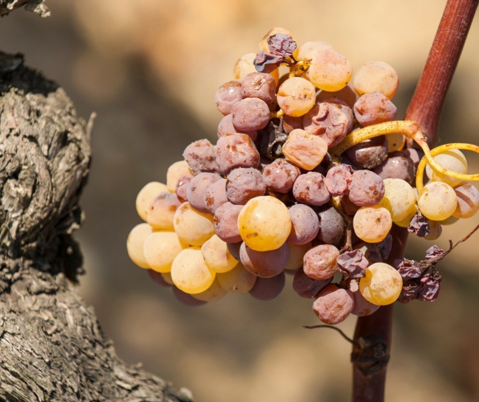 Ошибки виноделов 13.jpg