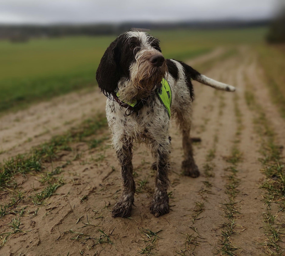 Собака.jpeg Собака.jpeg