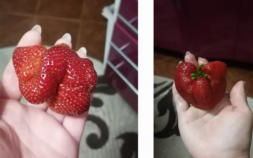 Огромная клубника 3.jpg