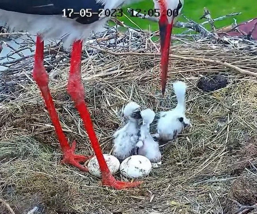 Мужчина спасает аистов 9.jpg