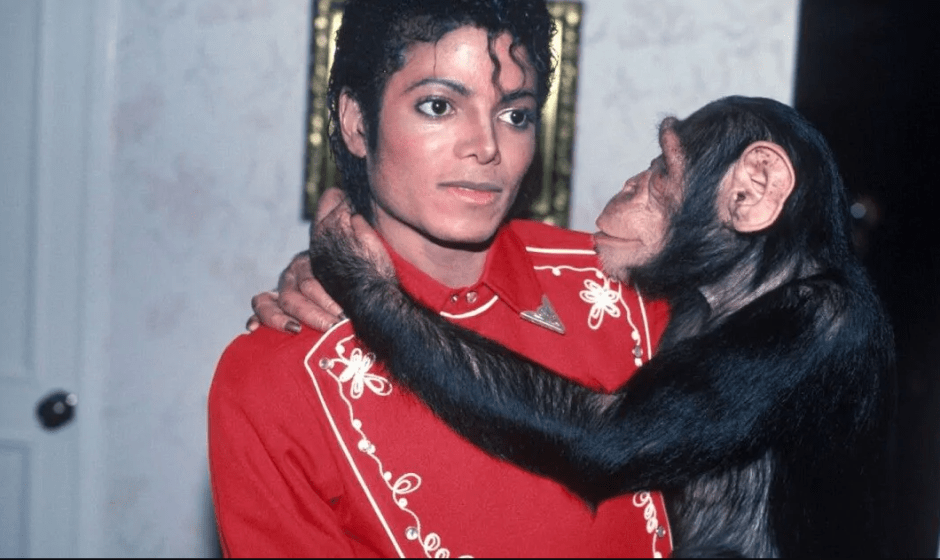 шипанзе Джексона