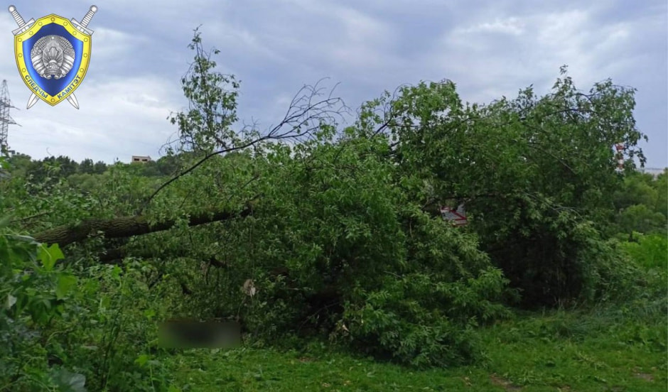 поваленное дерево.jpg
