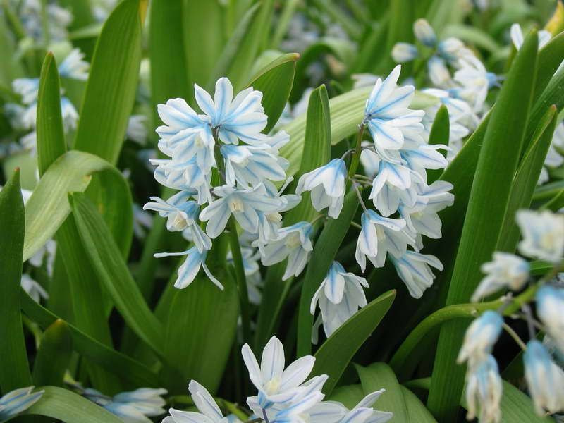 луковичные11.jpg луковичные11.jpg