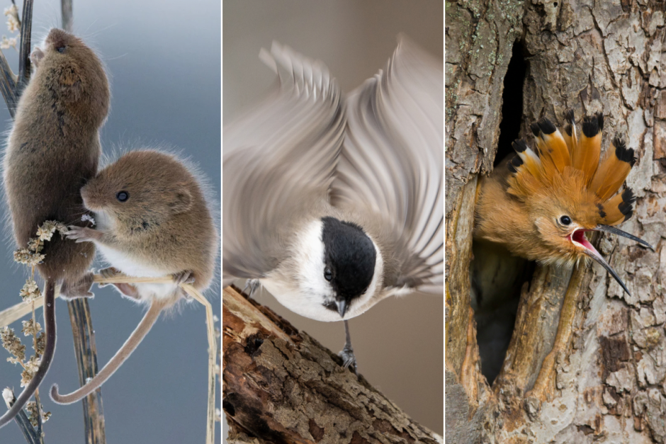 Голосование. Дикая природа.png