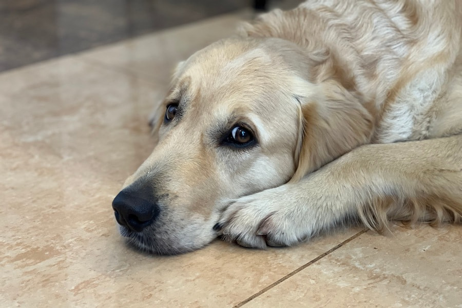 Фиби ждет тортик.jpeg