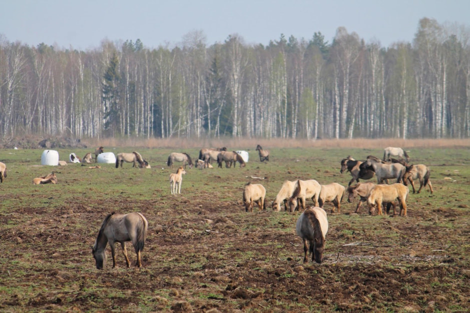Тарпановидные лошади 5.jpg