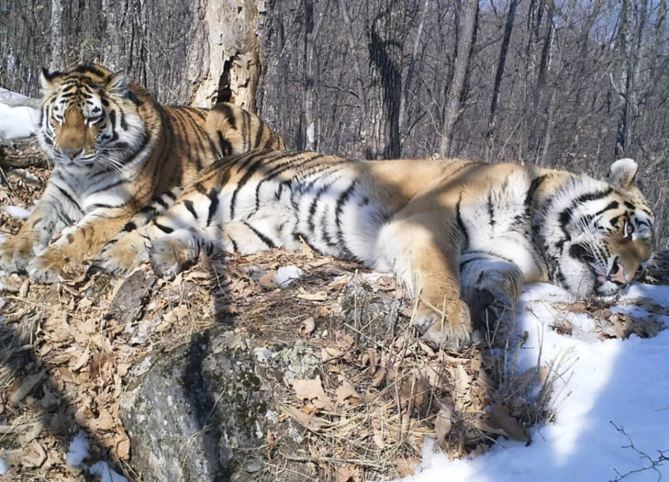 тигры.jpg