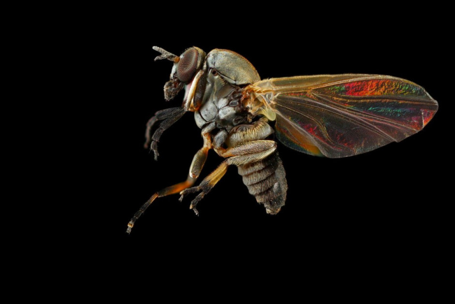 Кровопийцы атакуют 4.jpg