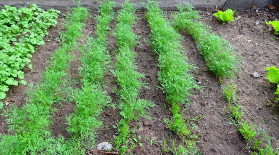 Укроп петрушка