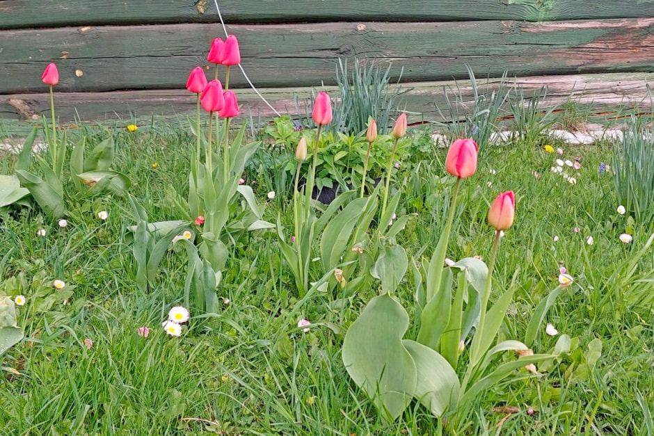 Семья Епиховых и их дача 6.jpg