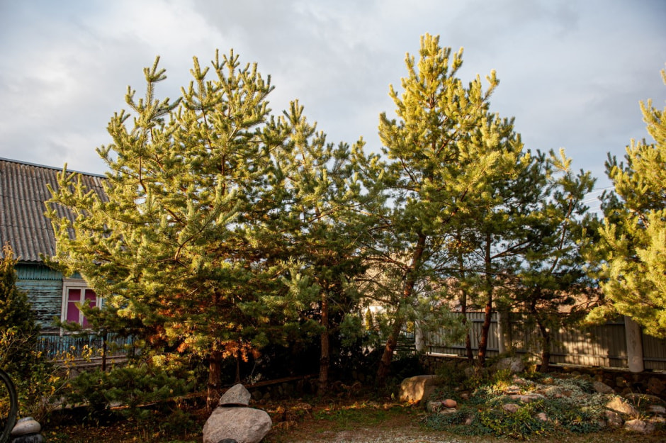 Фольварк в Лужках 8.jpg