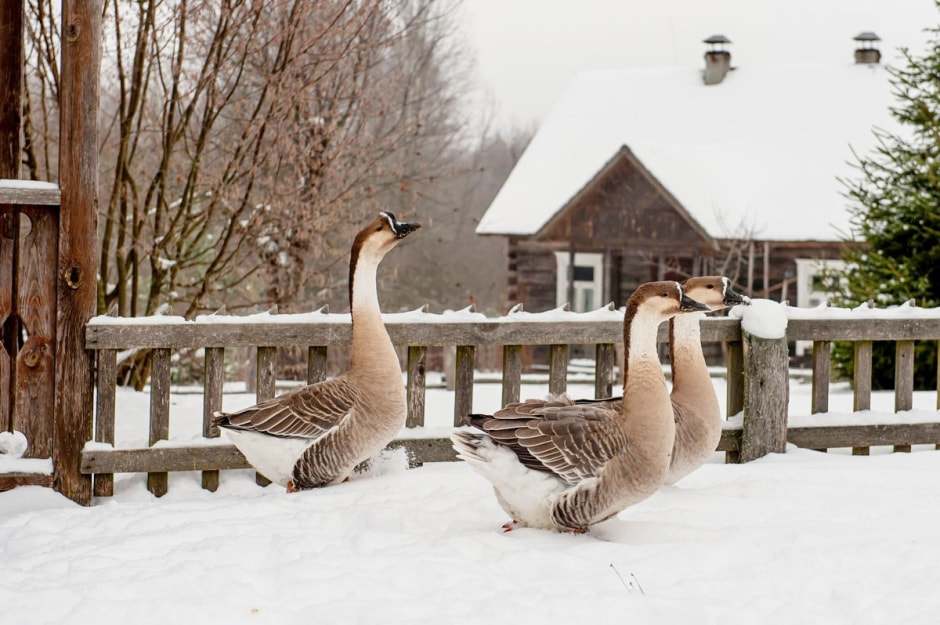 Туристическая деревня Белые луга 5.jpg