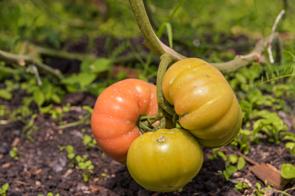 Две семьи выращивают огурцы и клубнику 9.png