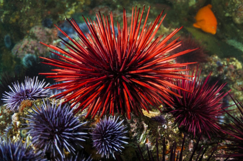 морские ежи.jpg морские ежи.jpg