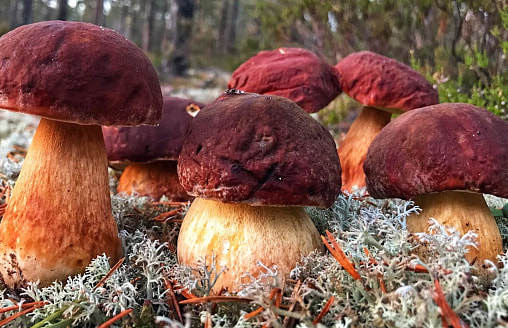 В 78 раз больше нормы. Радиоактивные грибы нашли в этих районах Беларуси