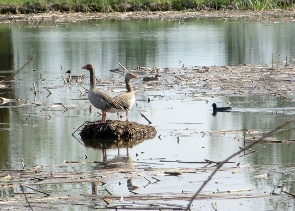 гусь пара.jpeg