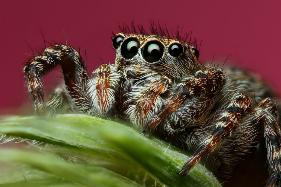 Фотограф насекомых 3.jpg