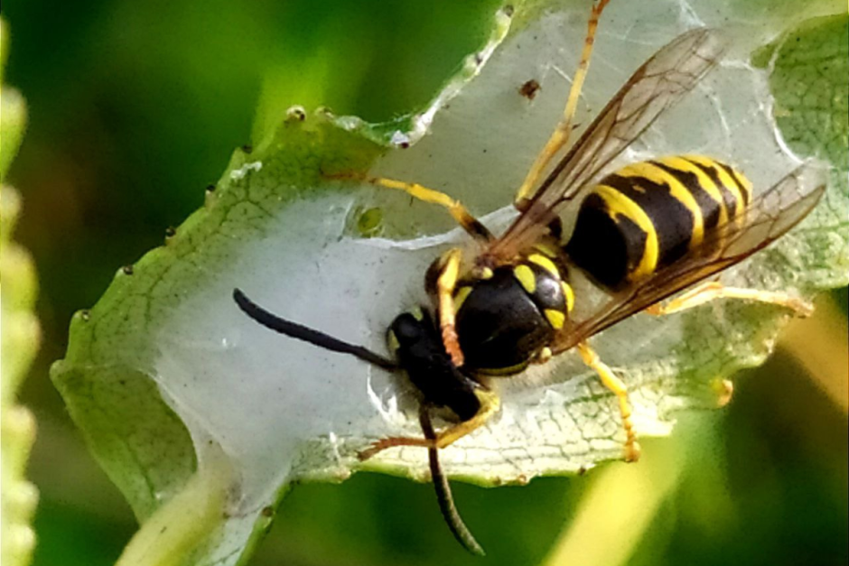 Интересное об осах 9.png