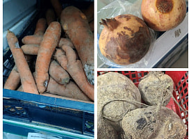 В Гродно с 50% скидкой продавали просроченные перепелиные яйца: КГК проверил магазины области