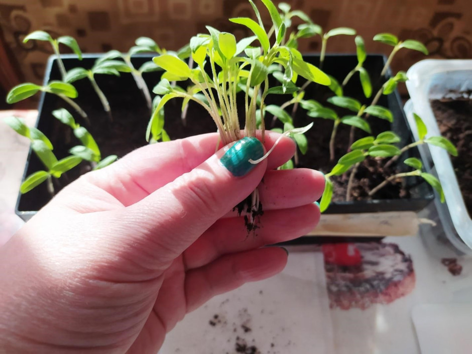 Черная ножка рассады 4.jpg