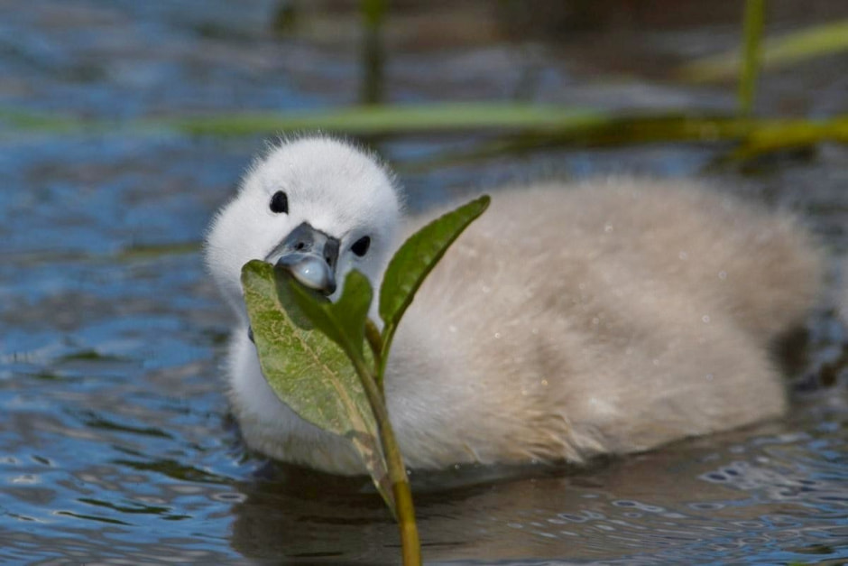 25-Малыш лебедей Яся и Янины.jpg