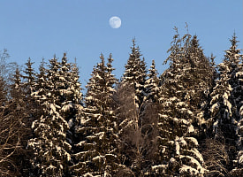 Климат Беларуси всё меньше подходит для елей. Как их исчезновение повлияет на фауну?