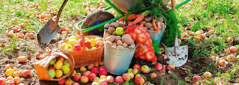 картошка яблоки