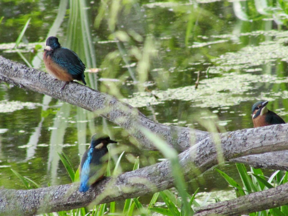 Зимородок 8.jpg