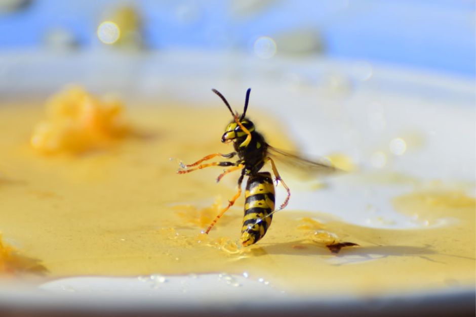 Интересное об осах 8.png