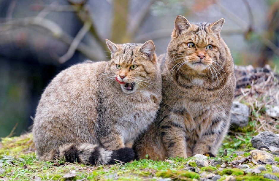 Лесной кот 3.jpg