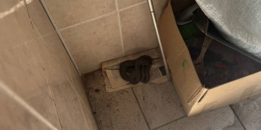 гадюка в туалете гадюка в туалете.jpg