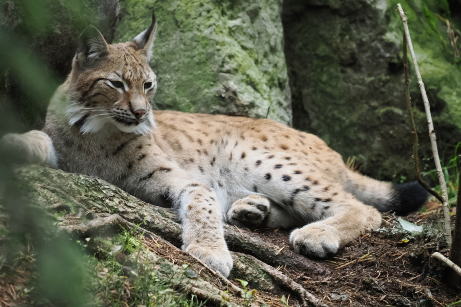 Чем знаменита рысь 4.png