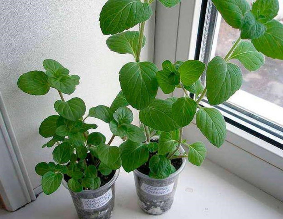 Польза мяты 8.jpg Польза мяты 8.jpg