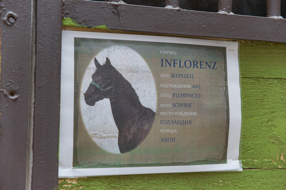 Лошади в Столинском районе 7.jpg