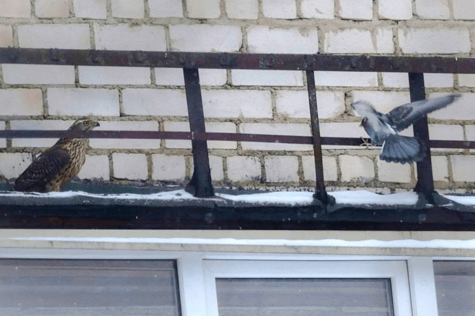 Хищные птицы Беларуси 11.png