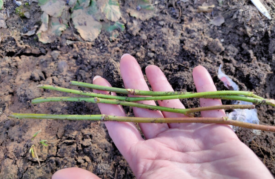 черенки 1.jpg